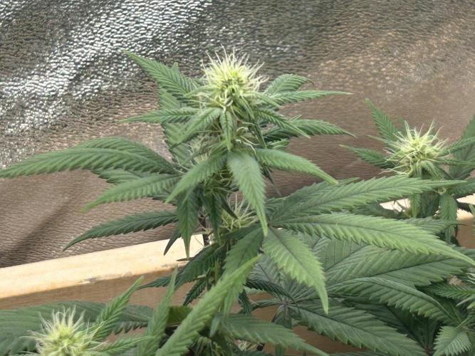 BF - RS11 x Banana OG. Week 20