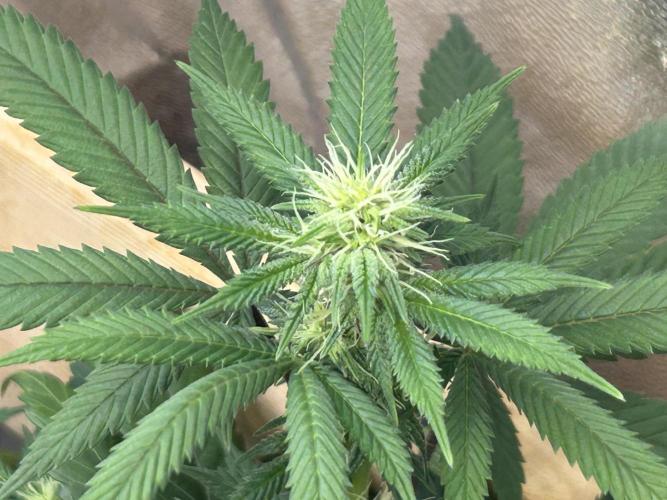 BF - RS11 x Banana OG. Week 20