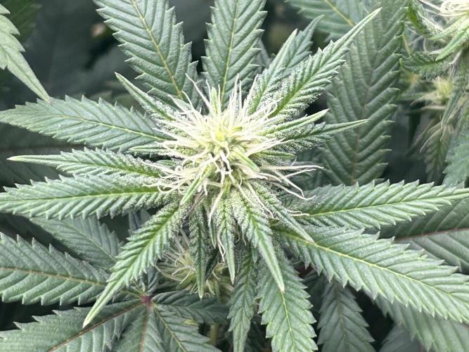 BF - RS11 x Banana OG. Week 20