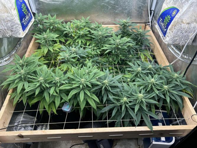 OSS - Blackwater. Week 23 - 3/28/26