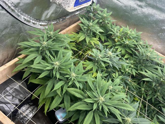 OSS - Blackwater. Week 23