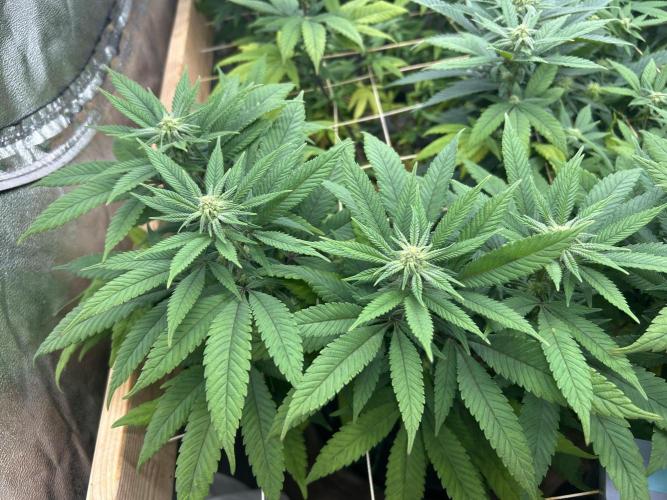 OSS - Blackwater. Week 23