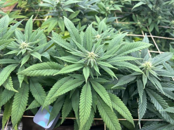 OSS - Blackwater. Week 23