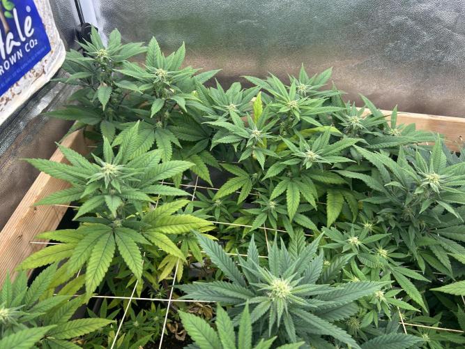 OSS - Blackwater. Week 23