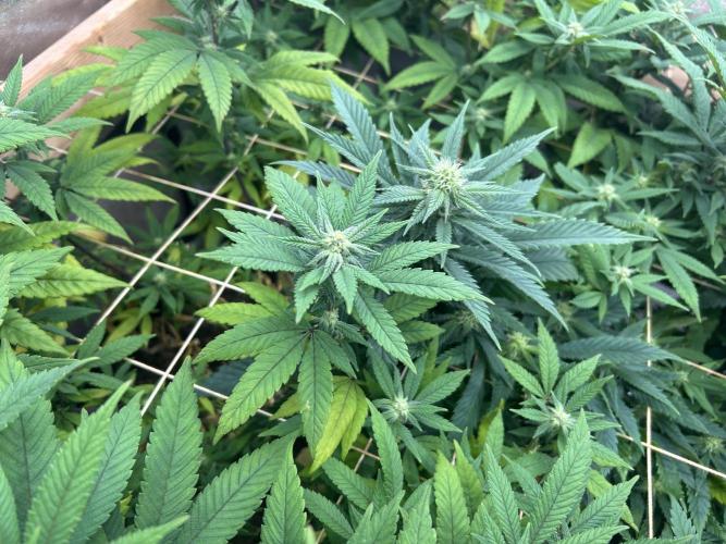 OSS - Blackwater. Week 23