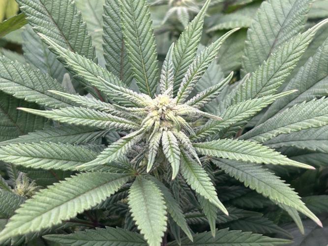 OSS - Blackwater. Week 23