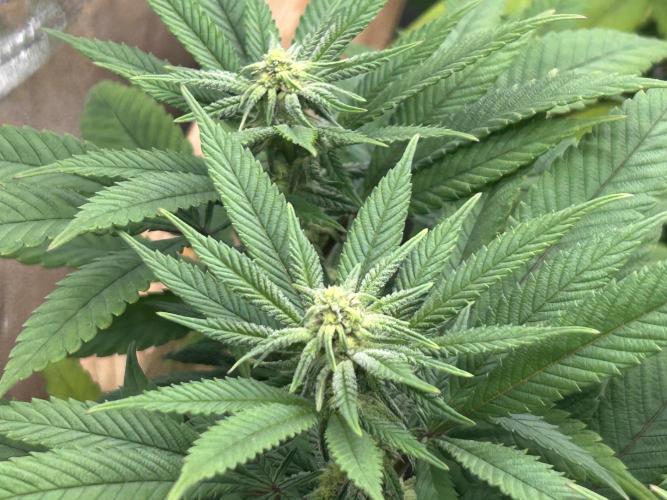 Blackwater. Week 23