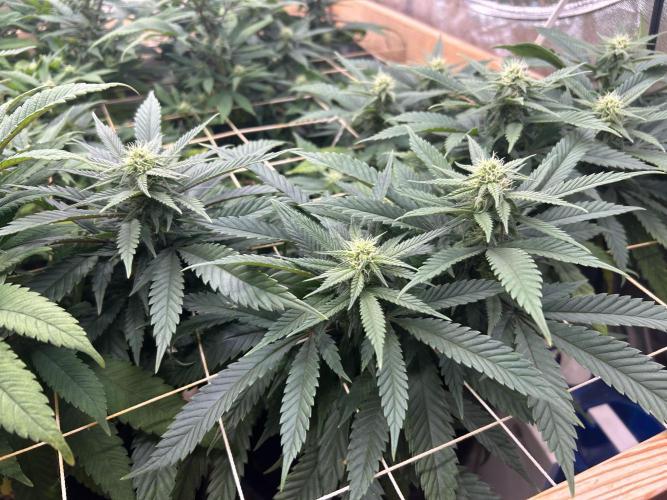 OSS - Tiramisu. Week 23