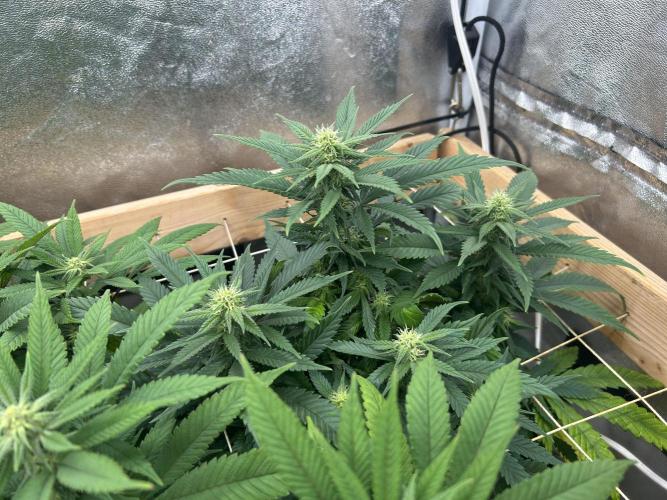 OSS - Tiramisu. Week 23