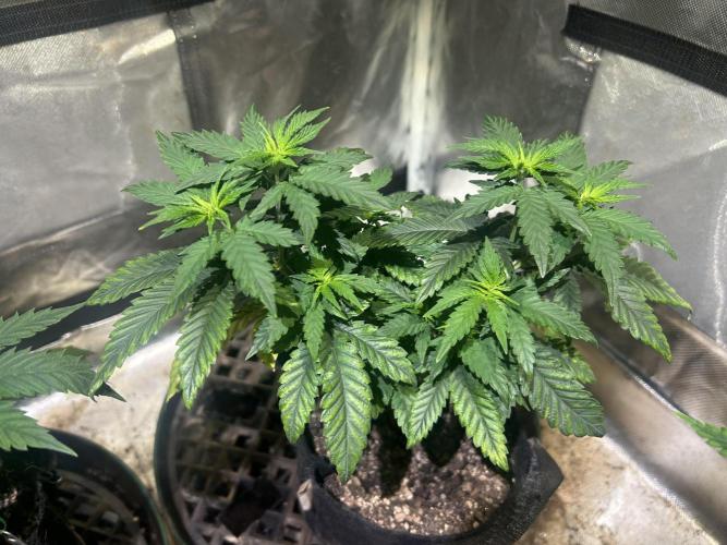 WSE - Sour Diesel. Week 10 - 4/4/26