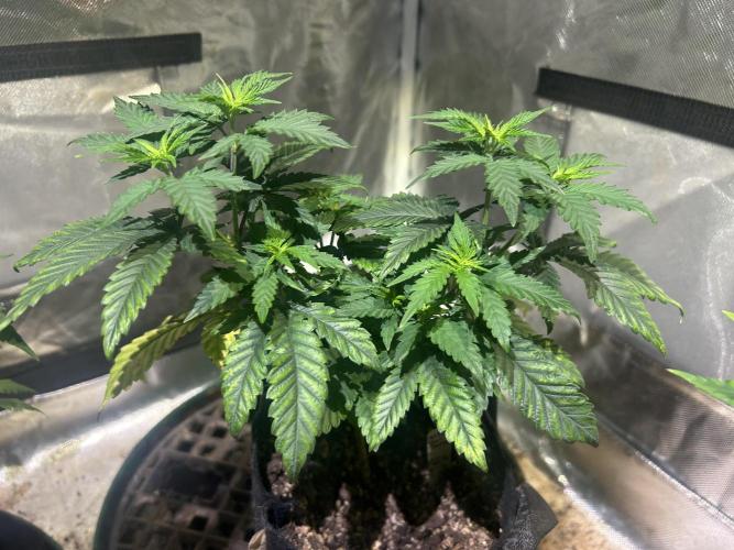 WSE - Sour Diesel. Week 10