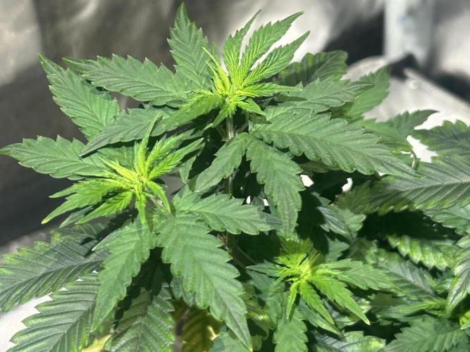 WSE - Sour Diesel. Week 10