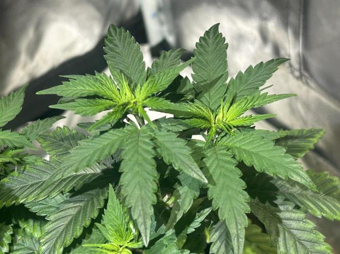 WSE - Sour Diesel. Week 10