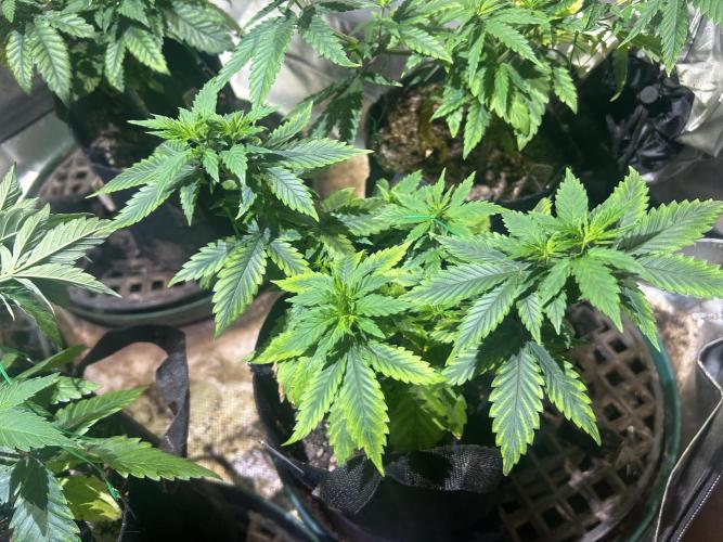 WSE - NYC Diesel. Week 10 - 4/4/26