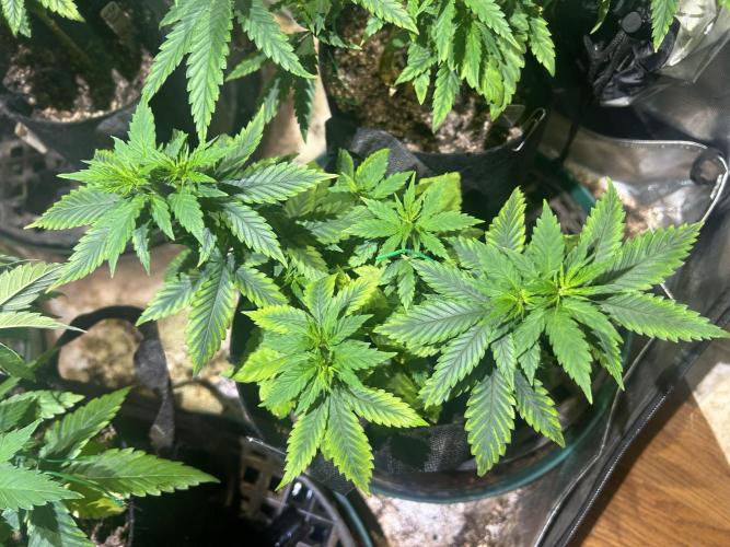WSE - NYC Diesel. Week 10