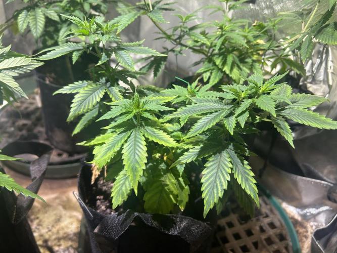 WSE - NYC Diesel. Week 10