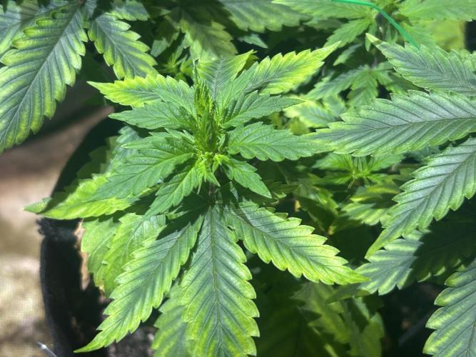 WSE - NYC Diesel. Week 10