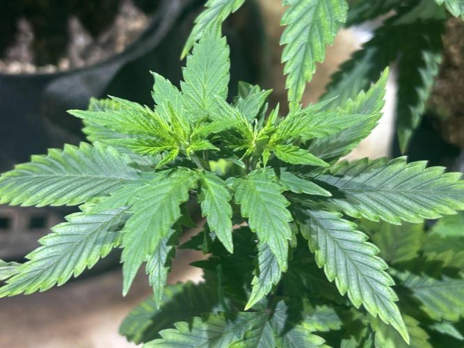 WSE - NYC Diesel. Week 10
