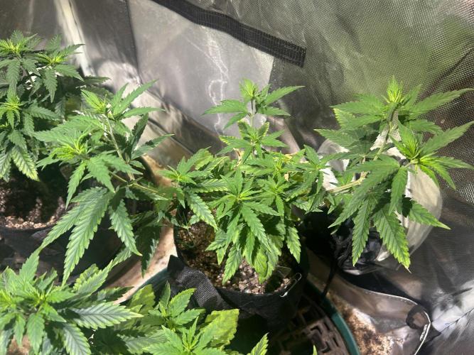HS - Purple Kush. Week 10 - 4/4/26