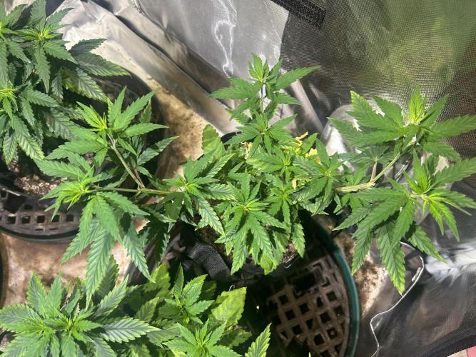 HS - Purple Kush. Week 10