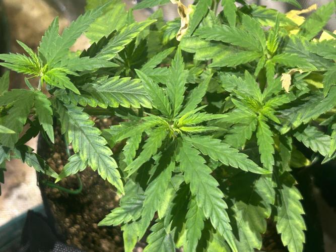 HS - Purple Kush. Week 10