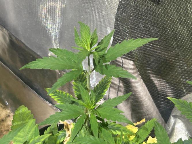HS - Purple Kush. Week 10