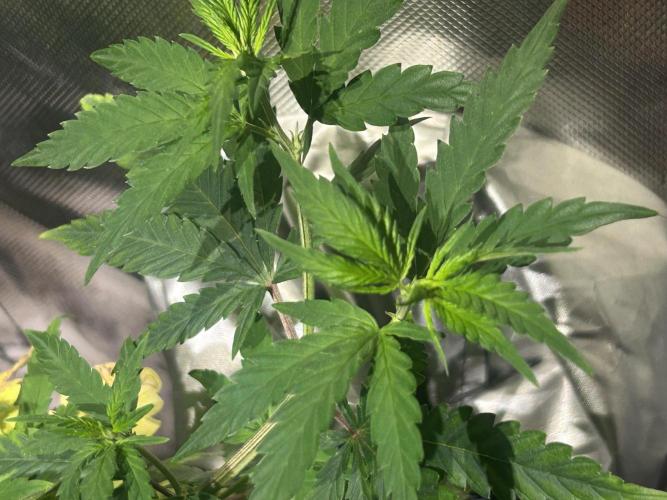 HS - Purple Kush. Week 10