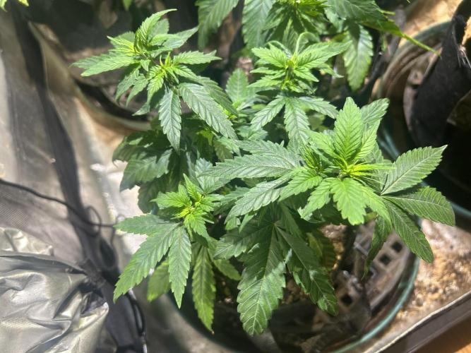 RQS - Tropicana Cookies Purple. Week 9 - 4/4/26