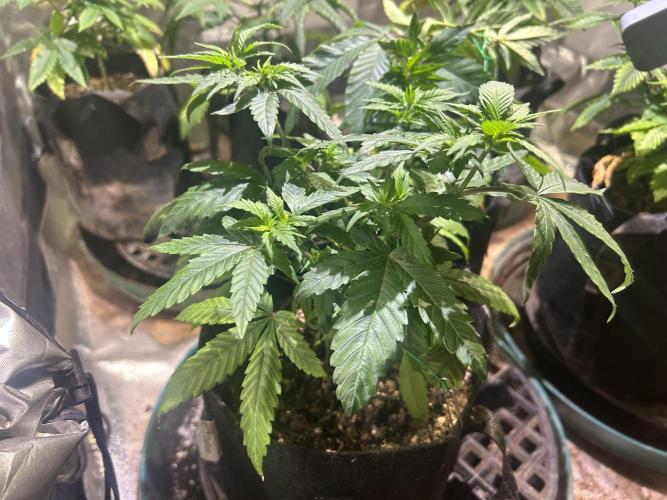 RQS - Tropicana Cookies Purple. Week 9
