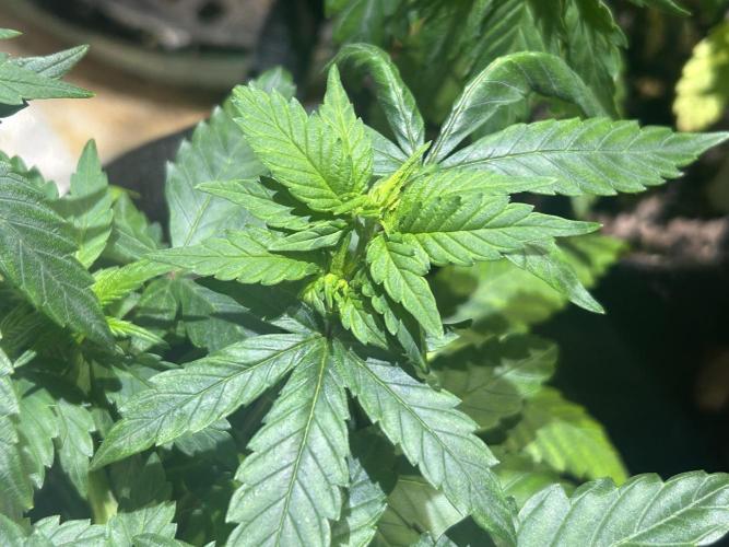 RQS - Tropicana Cookies Purple. Week 9