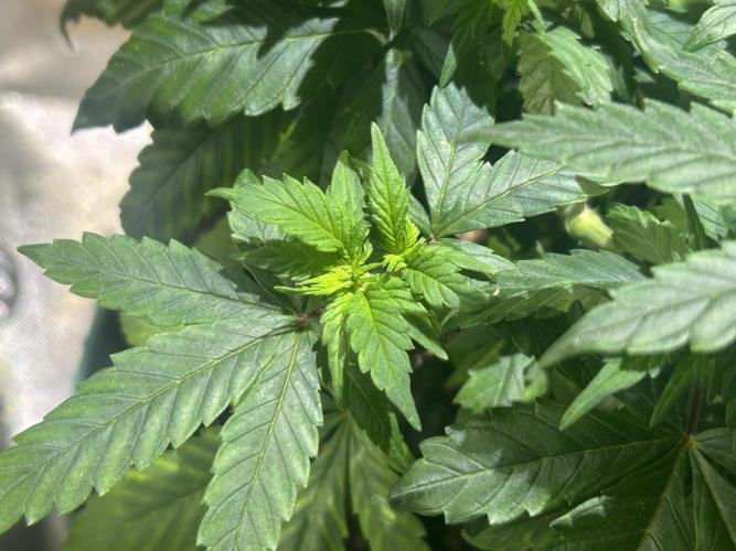 RQS - Tropicana Cookies Purple. Week 9
