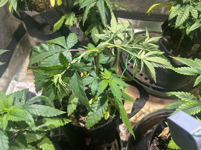 RQS - Gelato 44. Week 8 - 4/4/26