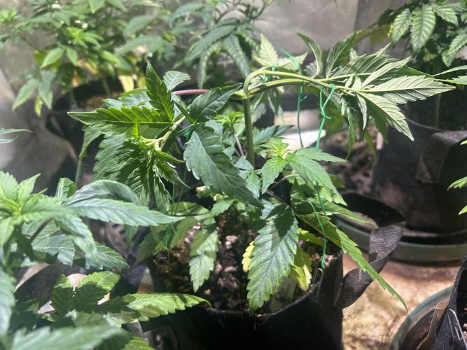 RQS - Gelato 44. Week 8