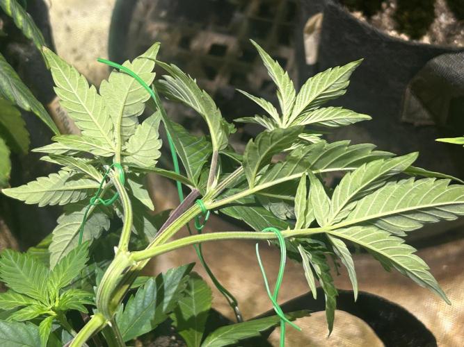 RQS - Gelato 44. Week 8