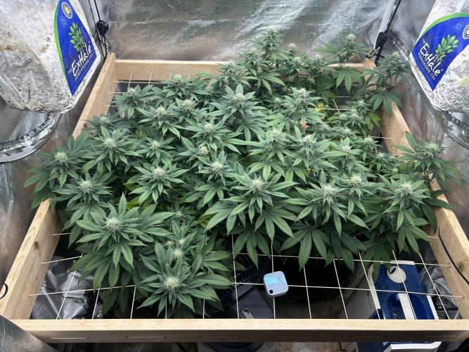 BF - Super Boof. Week 21 - 4/4/26