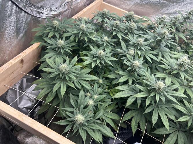 BF - Super Boof. Week 21
