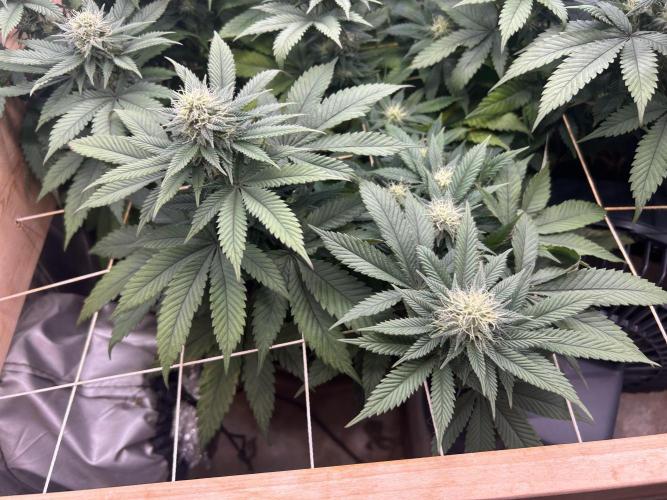 BF - Super Boof. Week 21