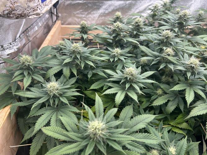 BF - Super Boof. Week 21