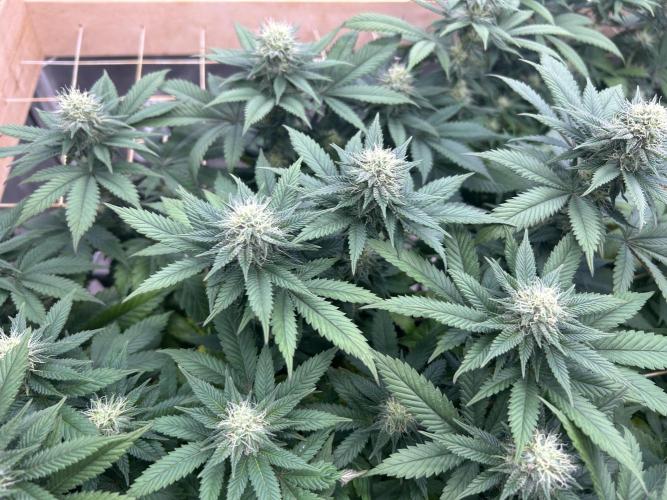 BF - Super Boof. Week 21