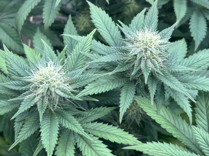 BF - Super Boof. Week 21
