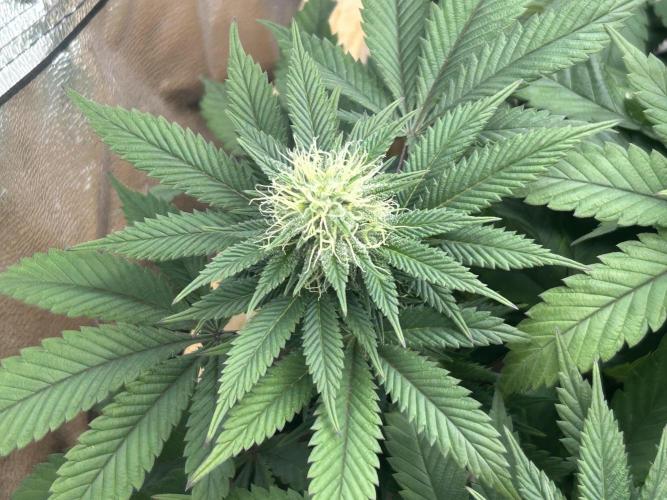 BF - Super Boof. Week 21