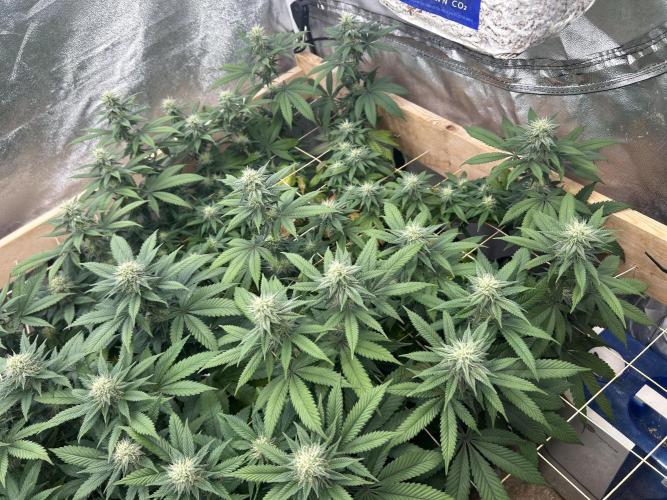 BF - RS11 x Banana OG. Week 21