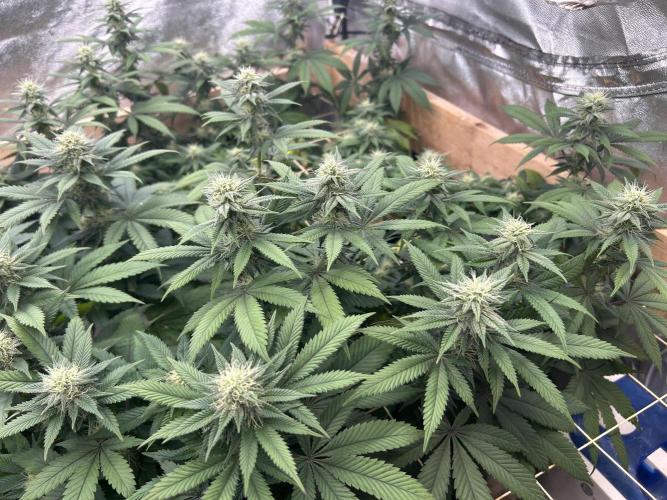 BF - RS11 x Banana OG. Week 21