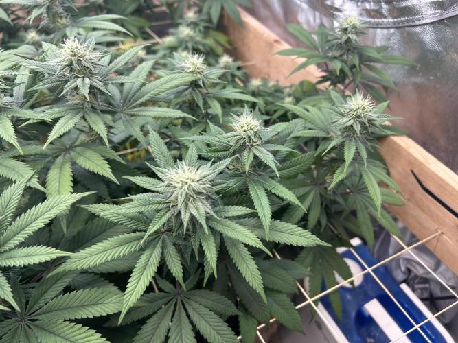 BF - RS11 x Banana OG. Week 21