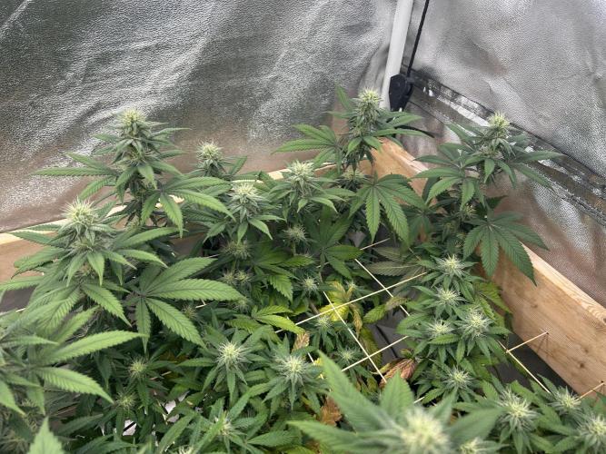 BF - RS11 x Banana OG. Week 21