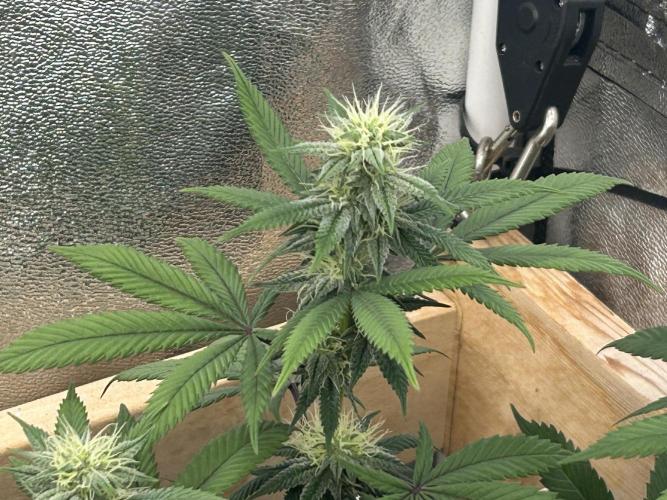BF - RS11 x Banana OG. Week 21