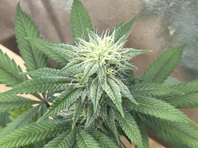 BF - RS11 x Banana OG. Week 21