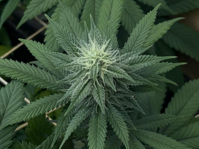 BF - RS11 x Banana OG. Week 21