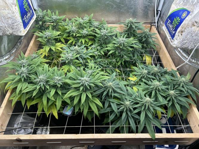 OSS - Blackwater. Week 24 - 4/4/26