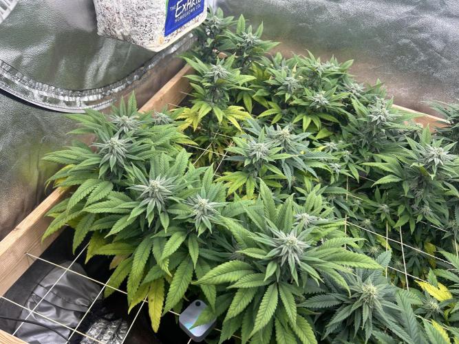 OSS - Blackwater. Week 24